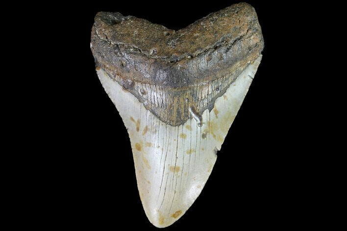Fossil Megalodon Tooth - North Carolina #86952